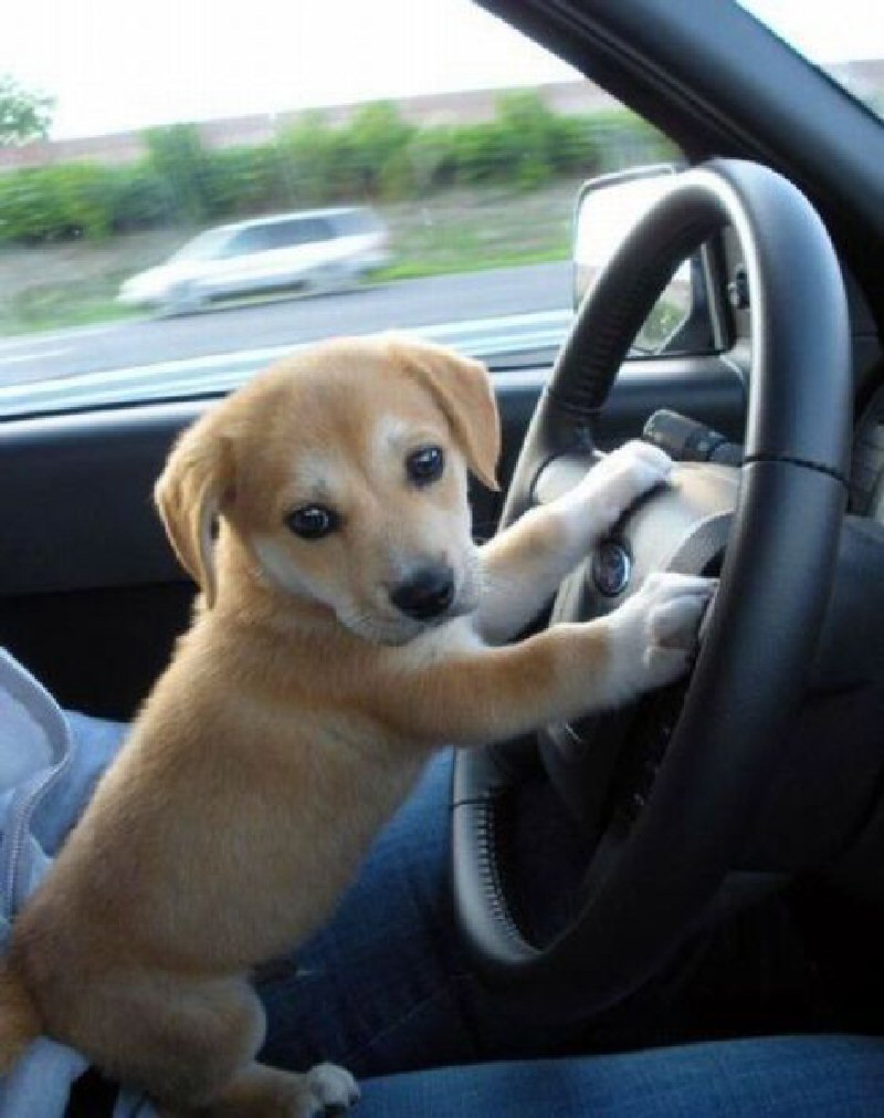 Собака за рулем