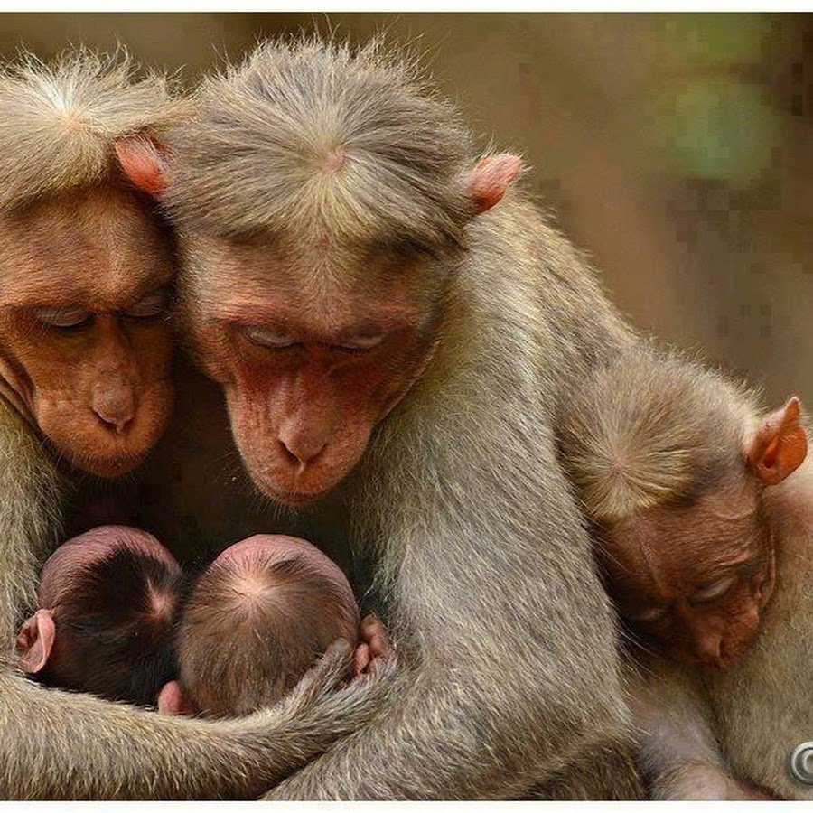 Мама обезьяна и детеныш