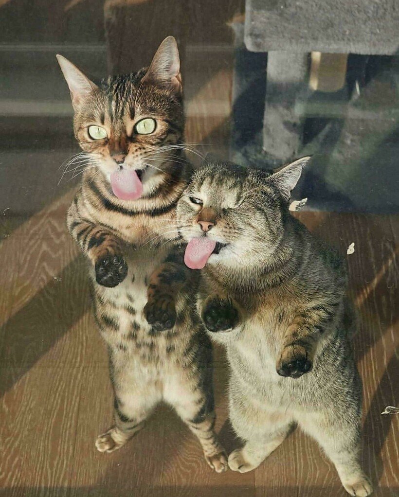 Два смешных котика