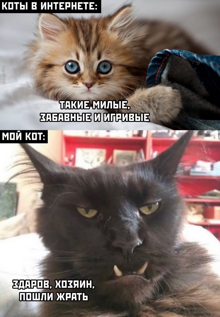 Мемы с котиками с надписями смешные