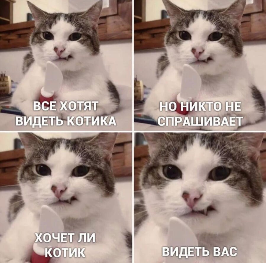 Мемы про котов