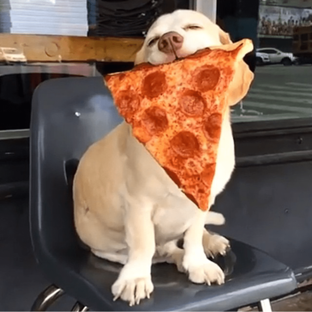 Обожаю вкусно. Собака с куском пиццы. Смешная пицца. Пицца прикол. Животные и еда.