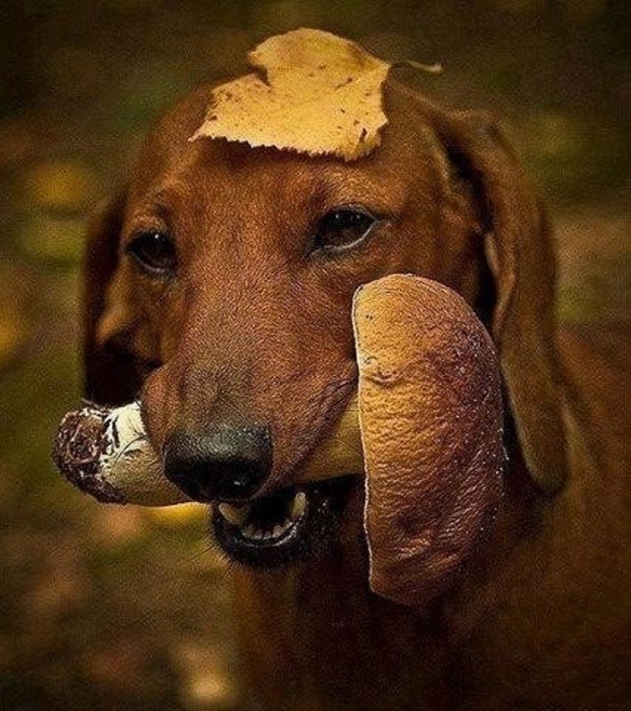 Собака и грибы