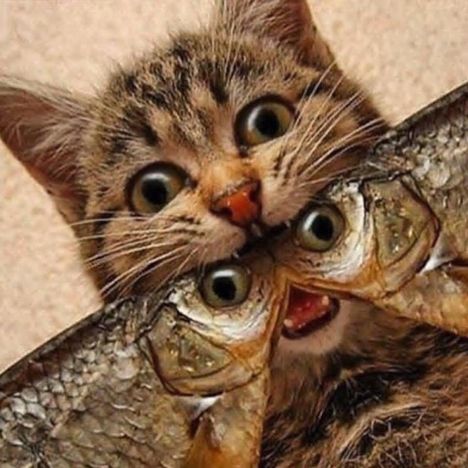 Коты с рыбой