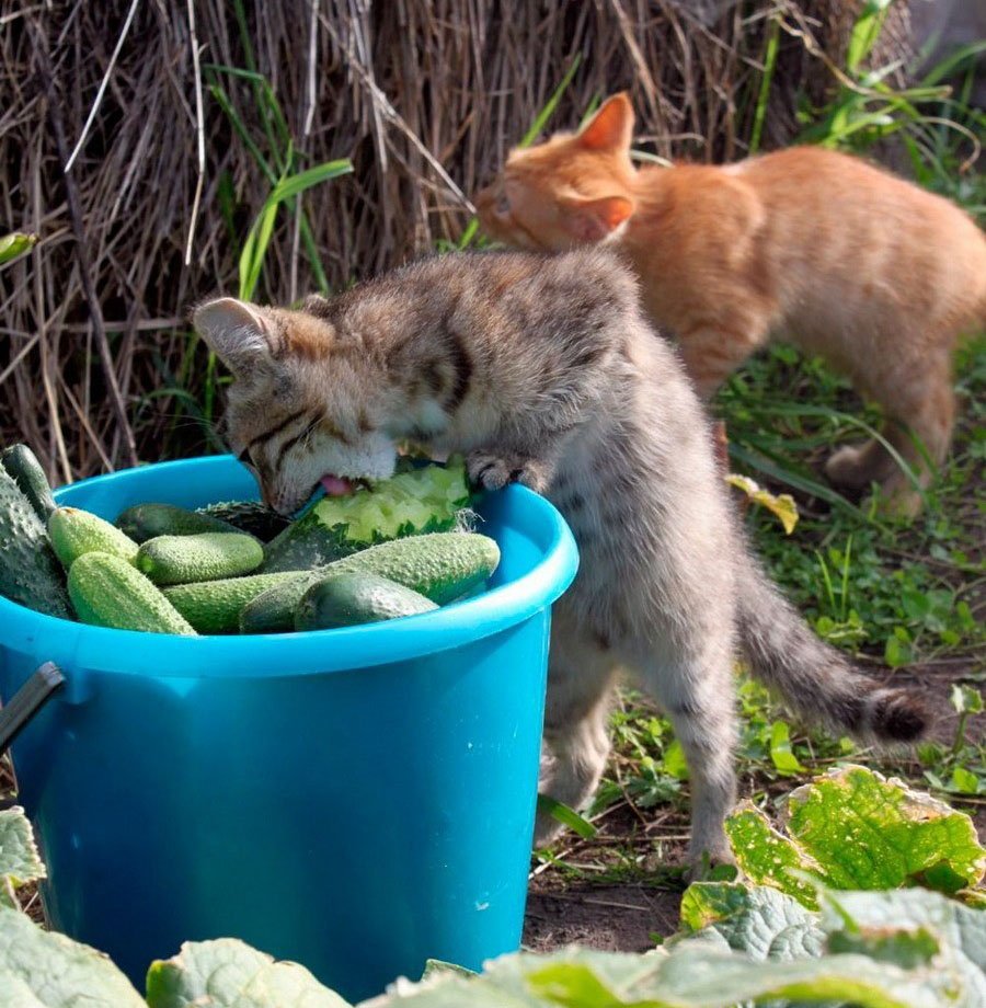 Коты на огороде