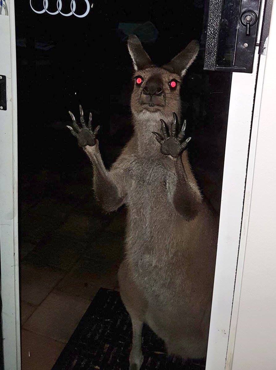 Страшный кенгуру за окном