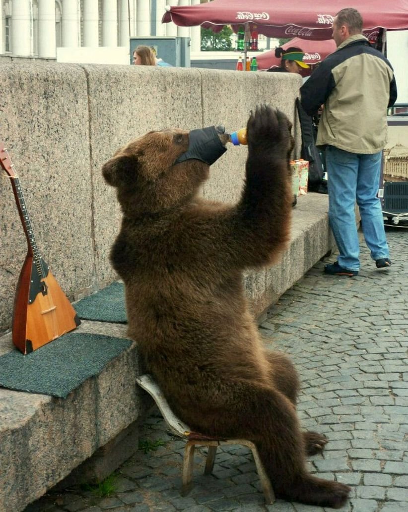 Пьяный медведь