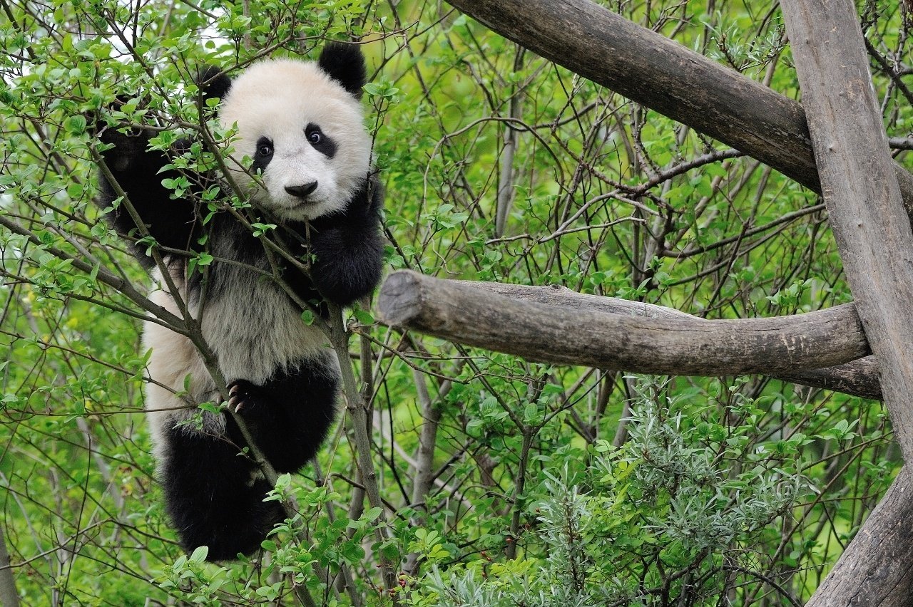 Панда. Вэньчуань-улун заповедник. Апанада. Смешная Панда.