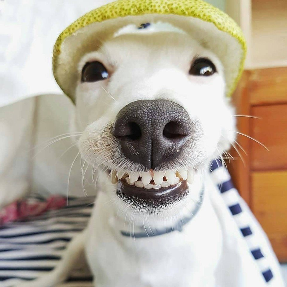 Смешные улыбки собак