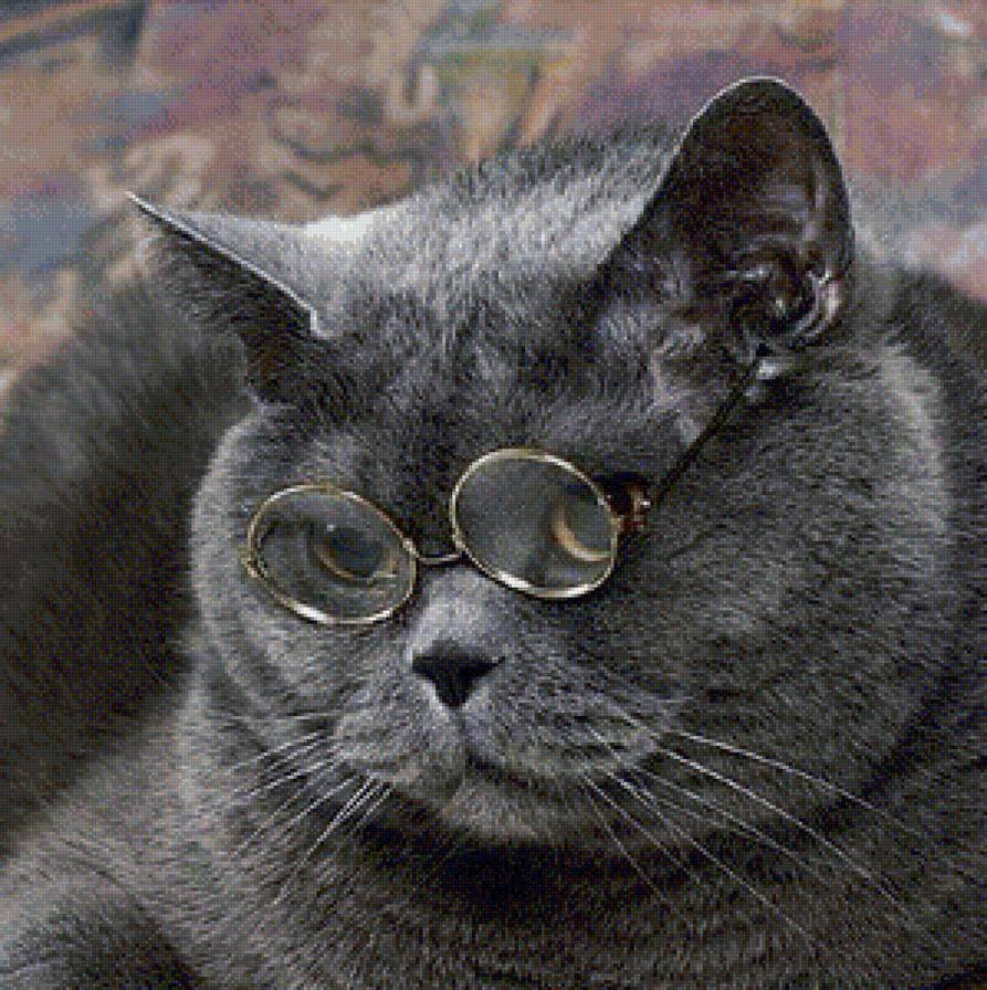 Серый кот в очках