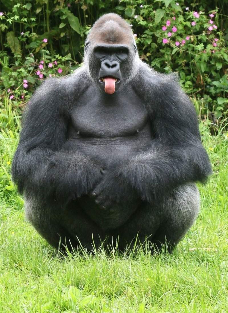 Доминантный самец гориллы