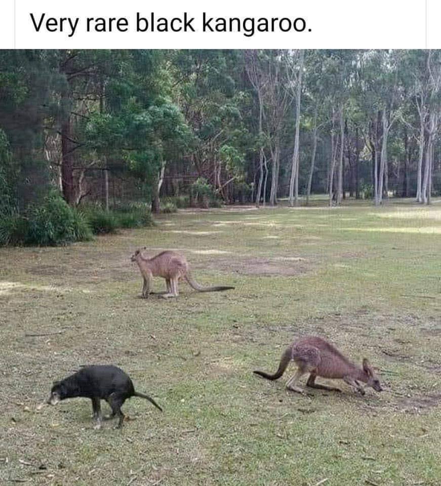 Редкое фото черного кенгуру