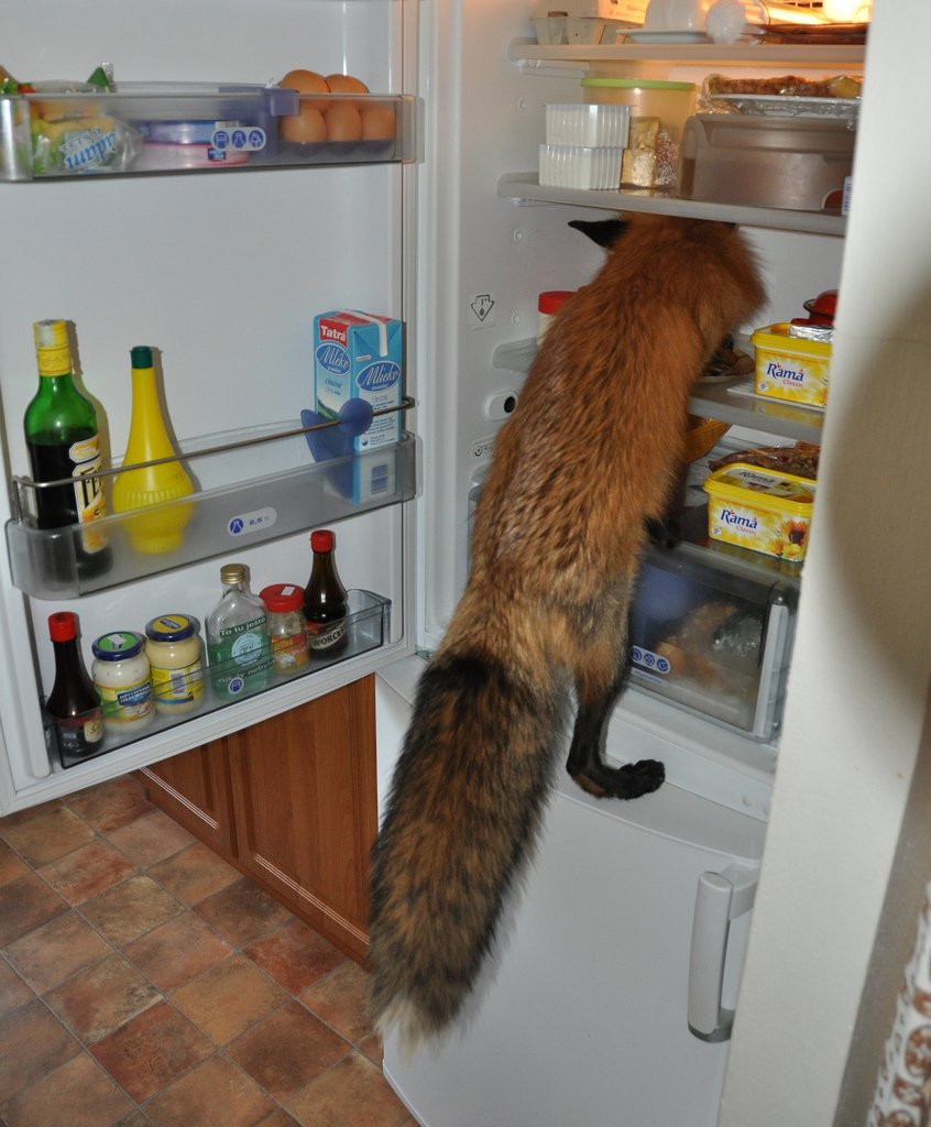 Лиса в холодильнике
