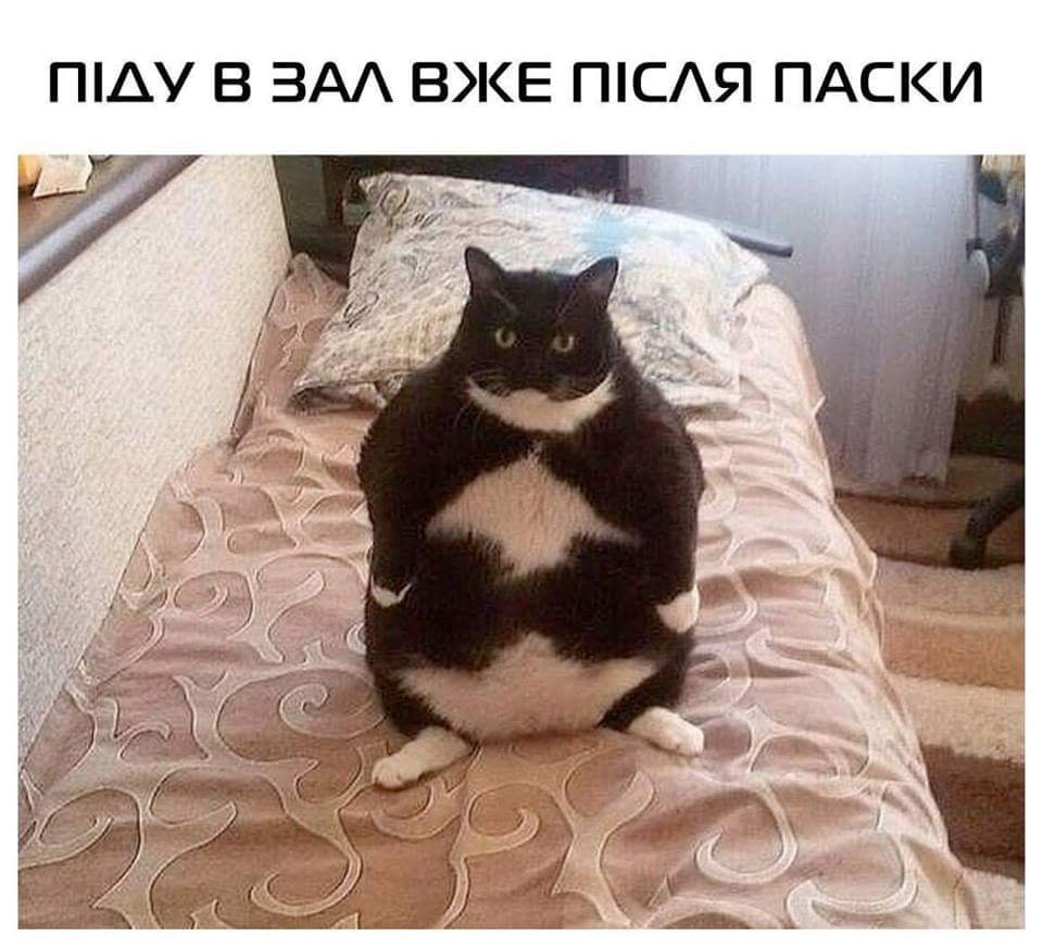 Толстый кот Мем