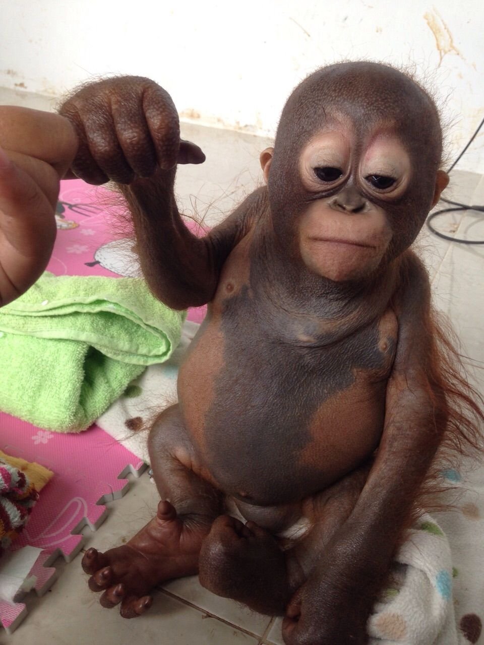 Орангутан малыш