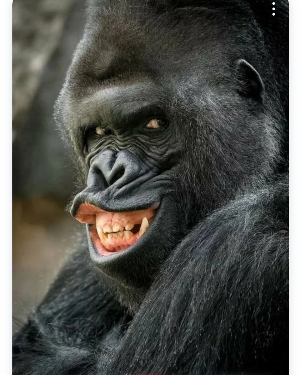 Страшная горилла
