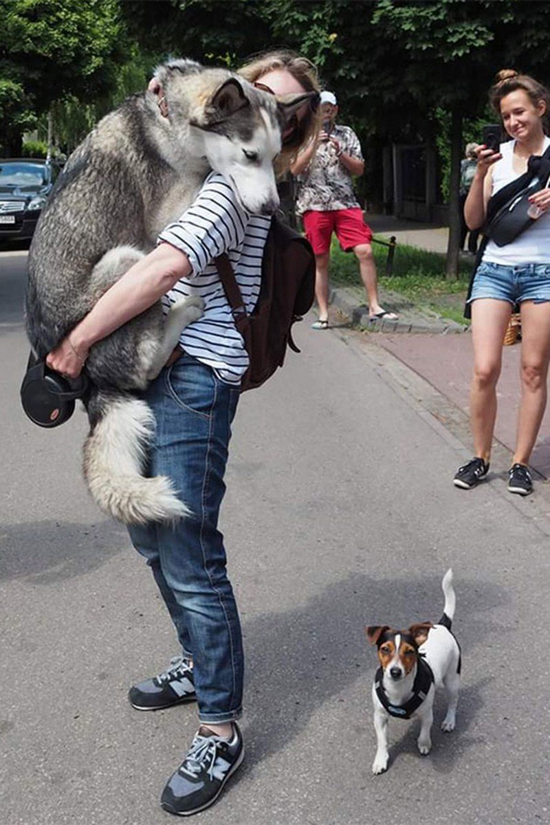 Собака на руках у хозяина