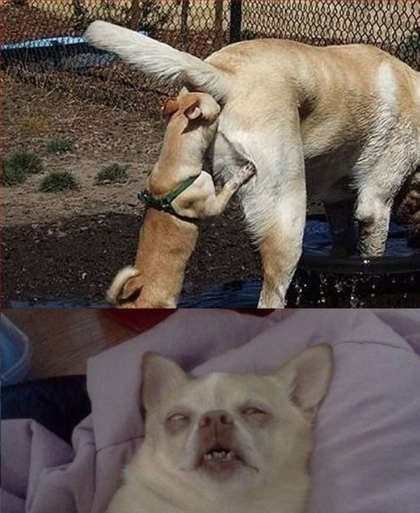 Мемы с собаками