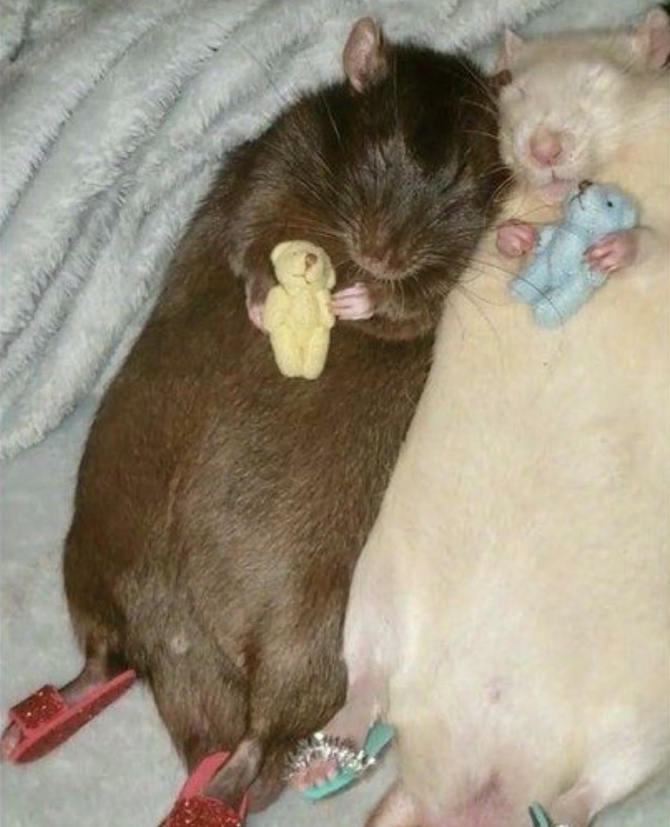 Две смешные крысы