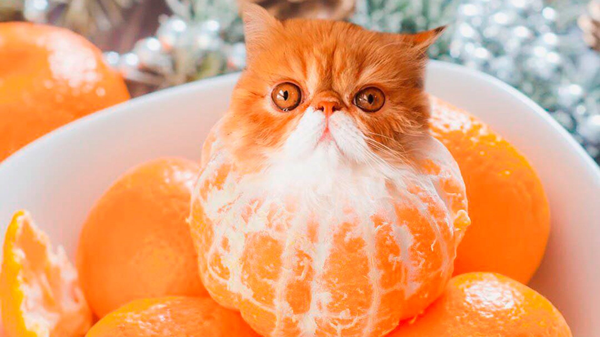 Мандарин белок. Кот мандарин. Кошка с апельсинами. Котенок апельсин. Мандариновая кошка.