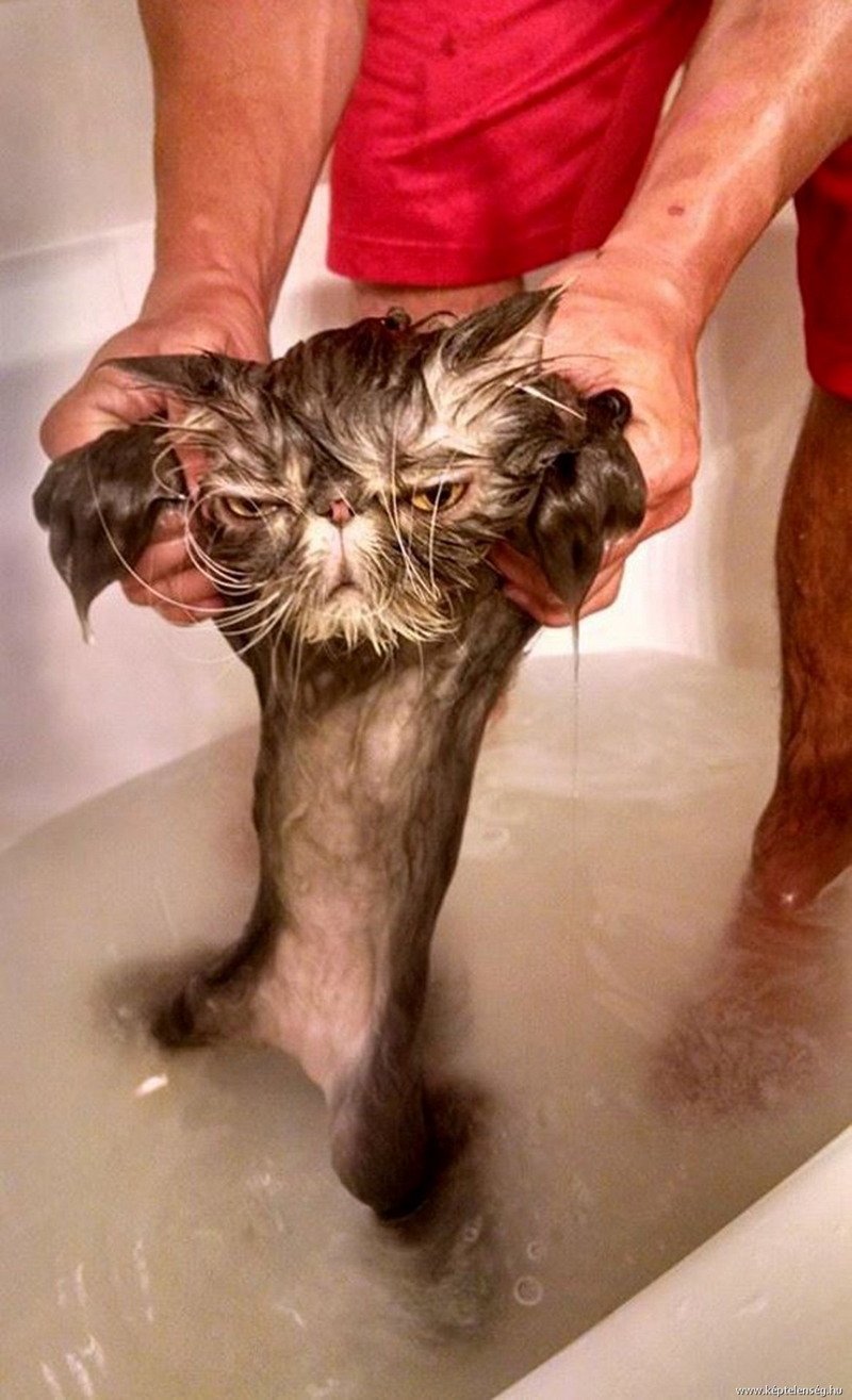 Мокрый кот в ванной