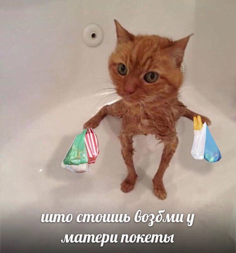 Смешной кот в ванне