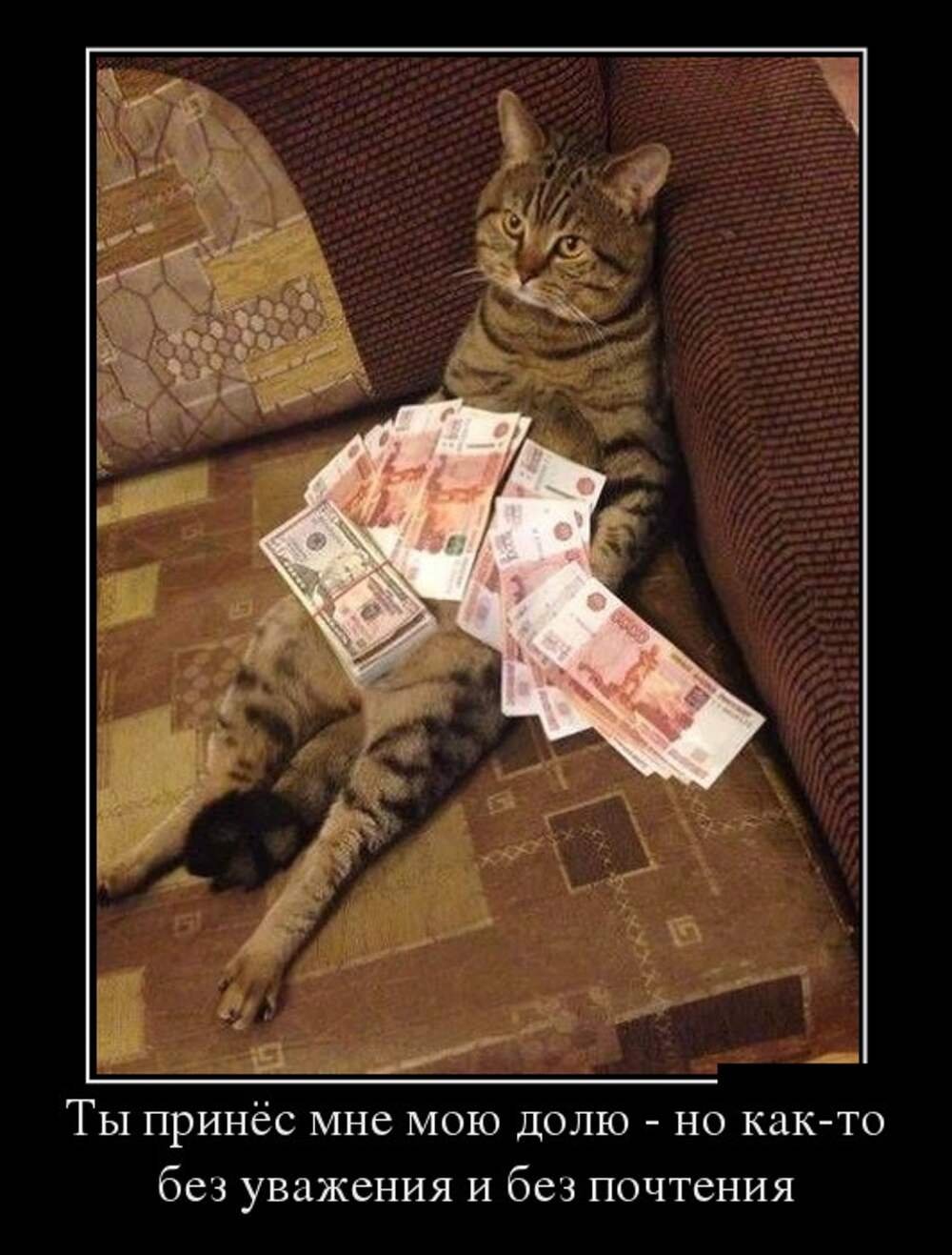 Прикольные коты с деньгами