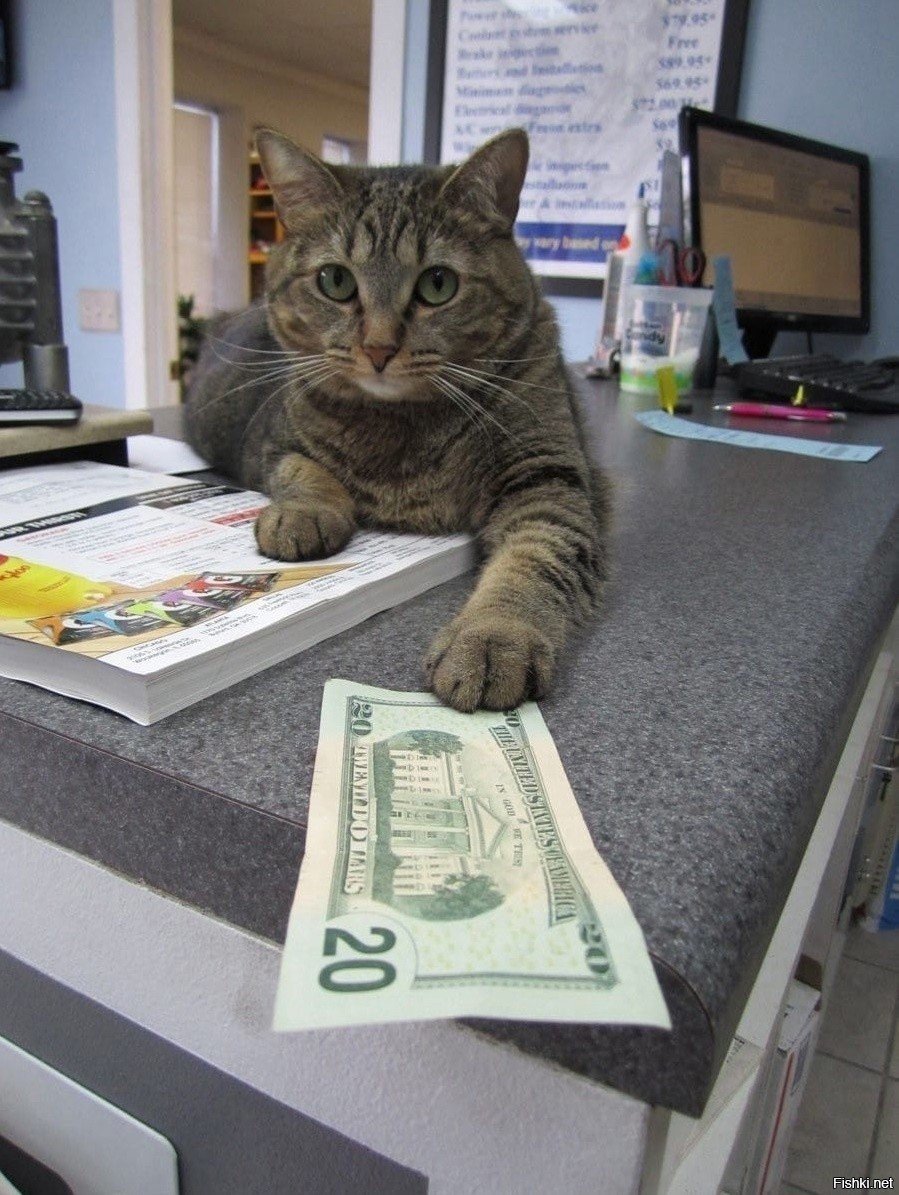 Кот дает деньги