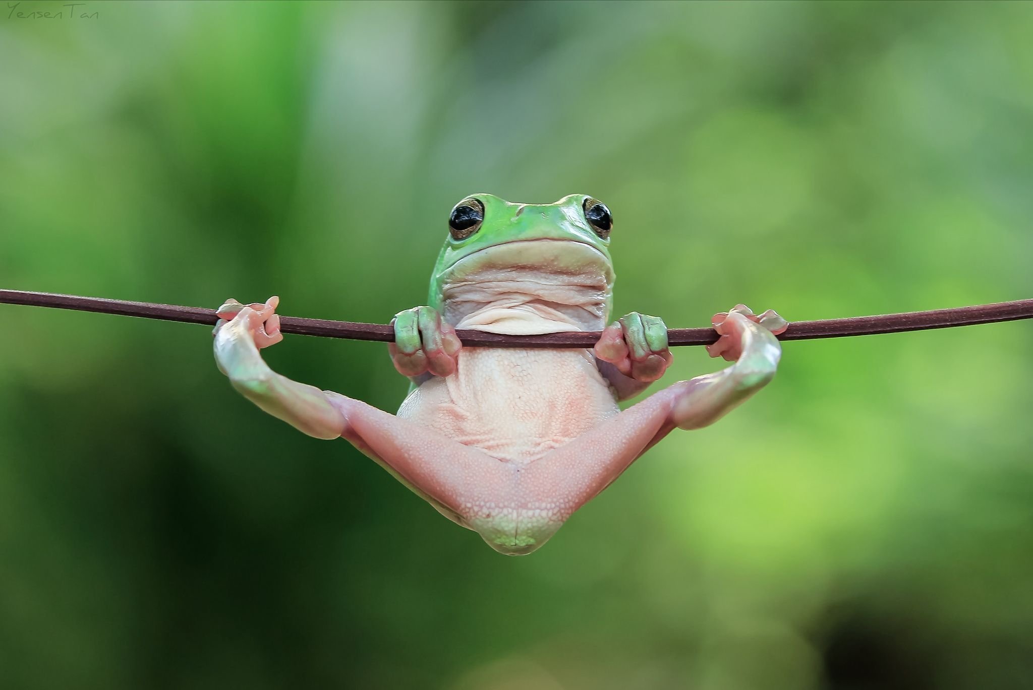 Смешные лягушки картинки. Танто Йенсен. Танто Йенсен — индонезийский фотограф. Смешные лягушки. Нанолягушка.