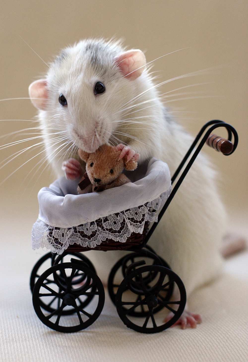 Картинки крысы смешные. Крыски Эллен Ван Дилен. Эллен Ван Дилен крысы. Милые крыски. Красивая мышь.