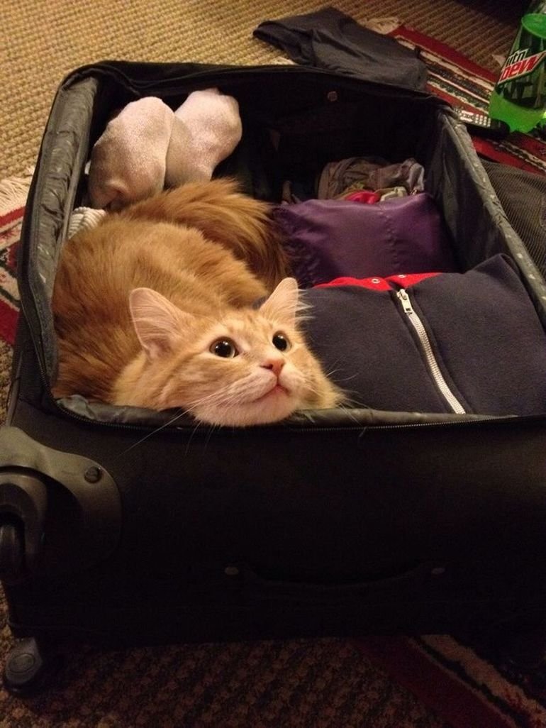 Кот с чемоданом