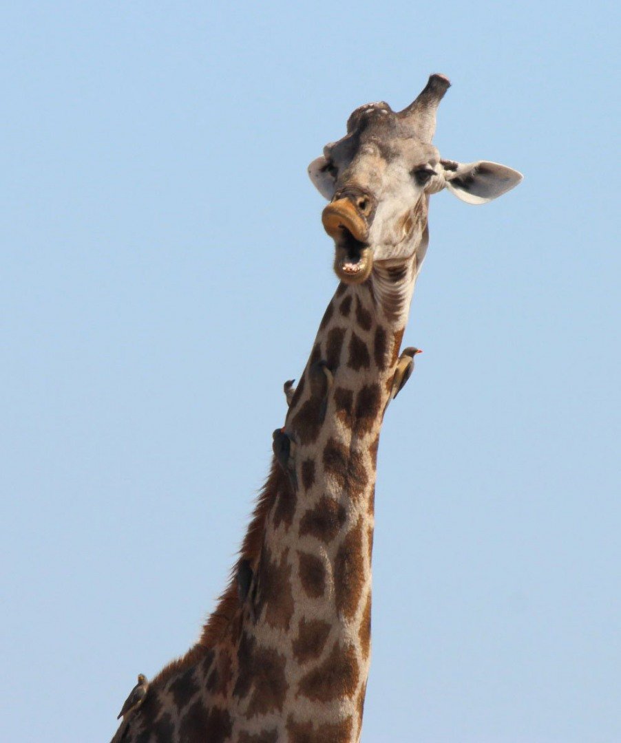 Удивленный Жираф