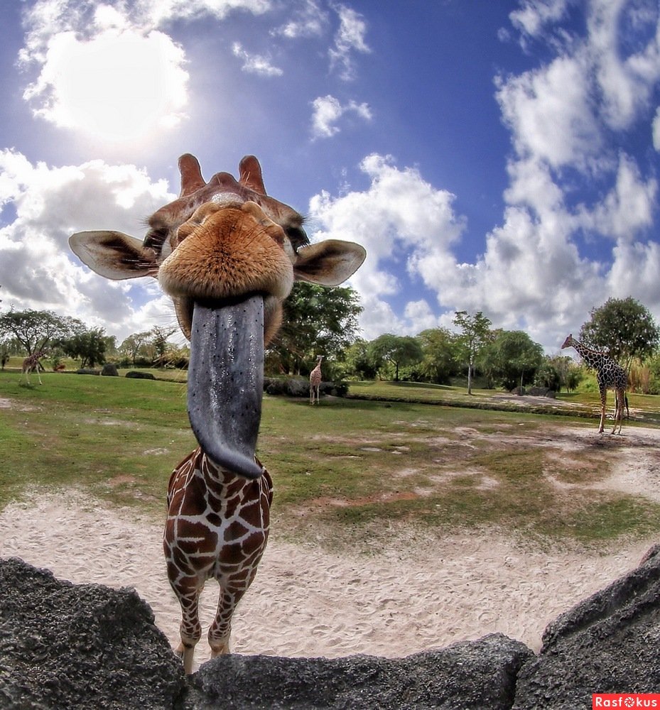 Забавные Жирафы