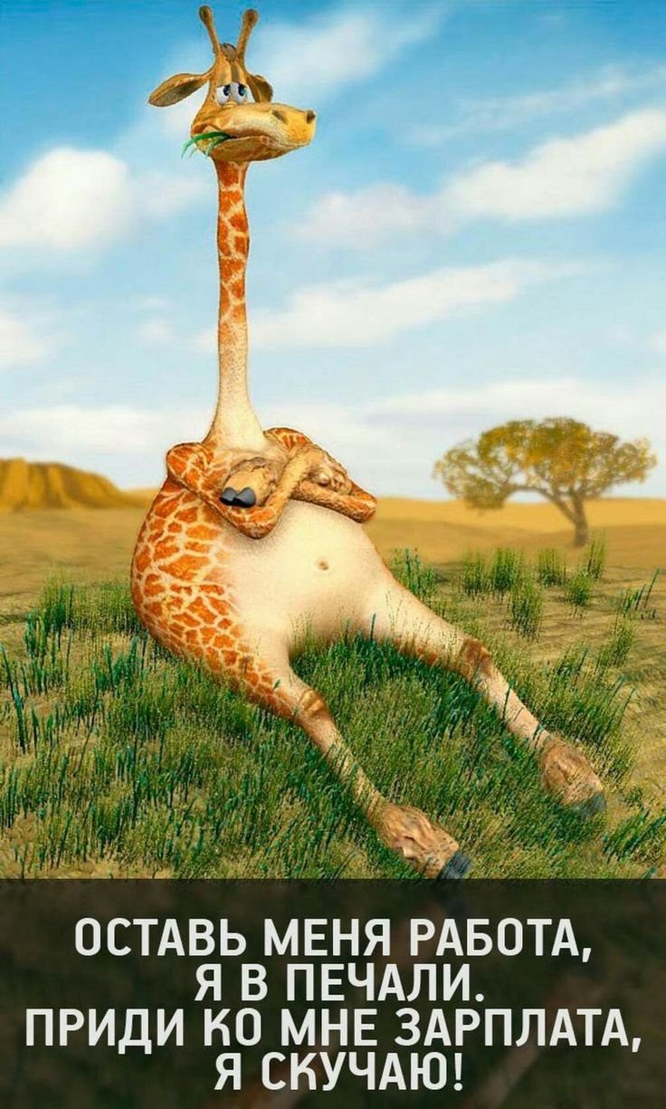 Жирафы юмор