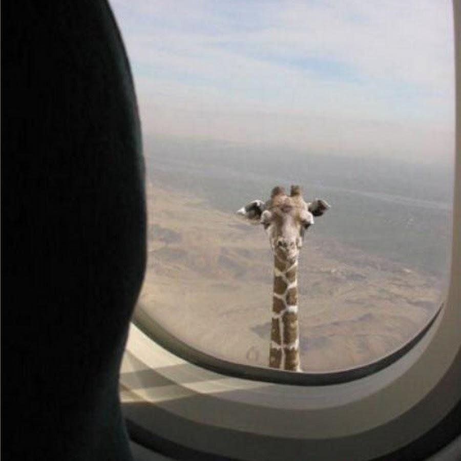Я не договорила Жираф в иллюминаторе