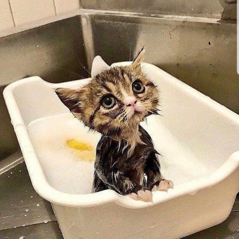 Кошка моется