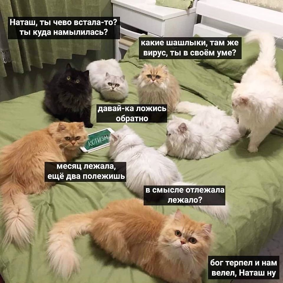 Наташа и коты мемы