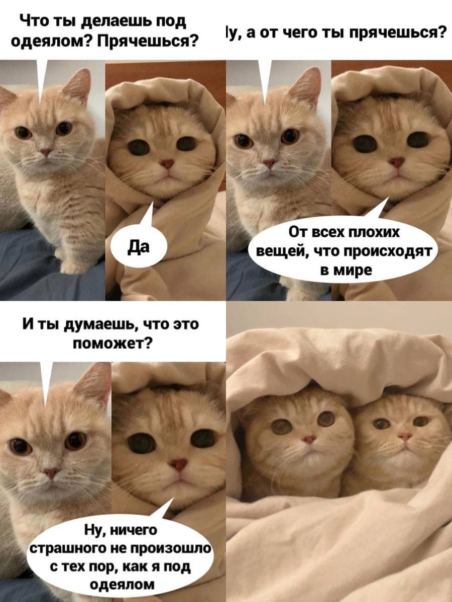 Котики смешные мемы