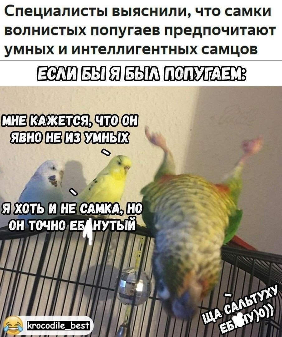 Прикольные мемы с попугаями