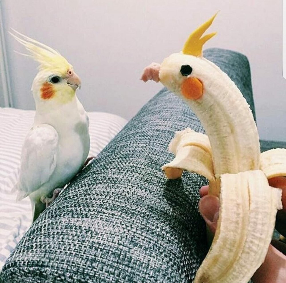 Корелла банан