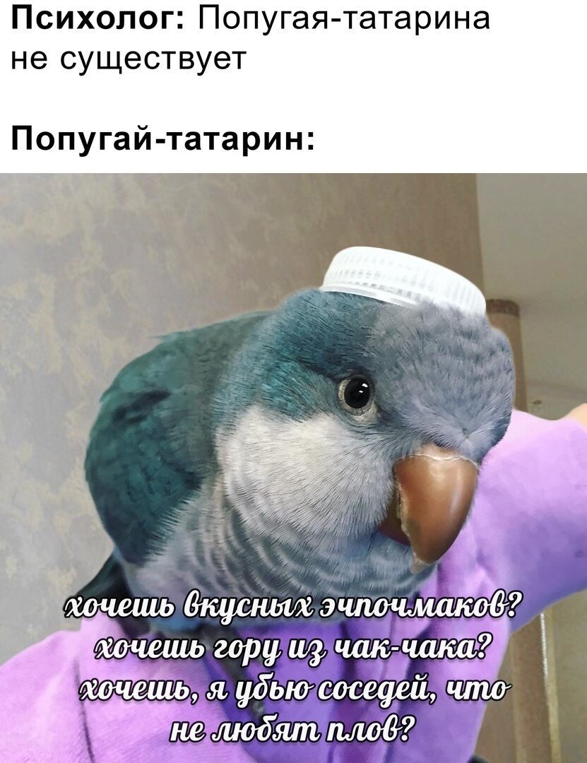Попугай татарин Мем