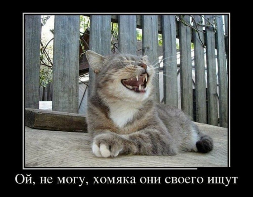 Демотиватор кот смеётся