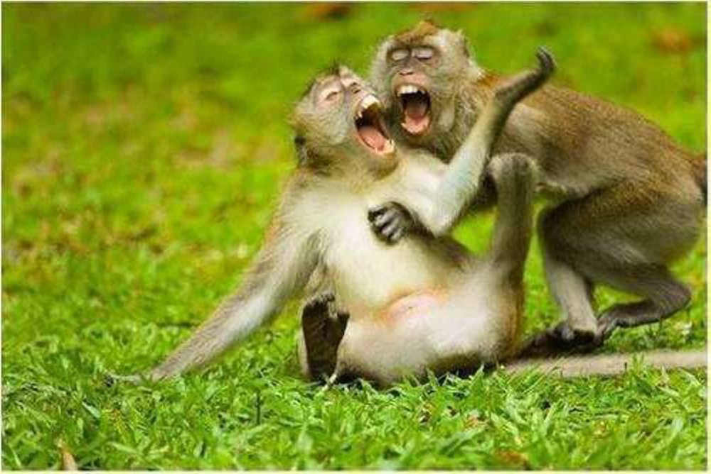 Две обезьяны смеются