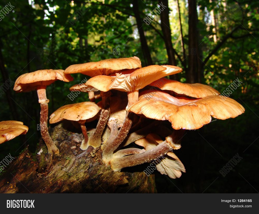 Смешные приколы про грибы