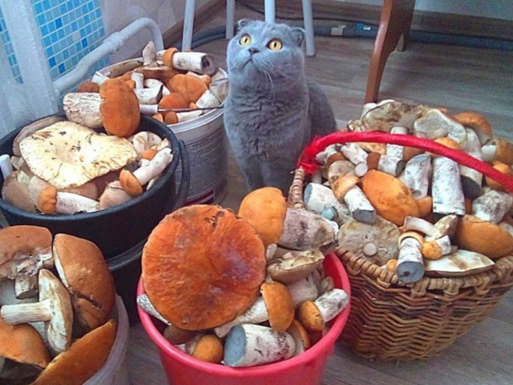 Коты и грибы забавные