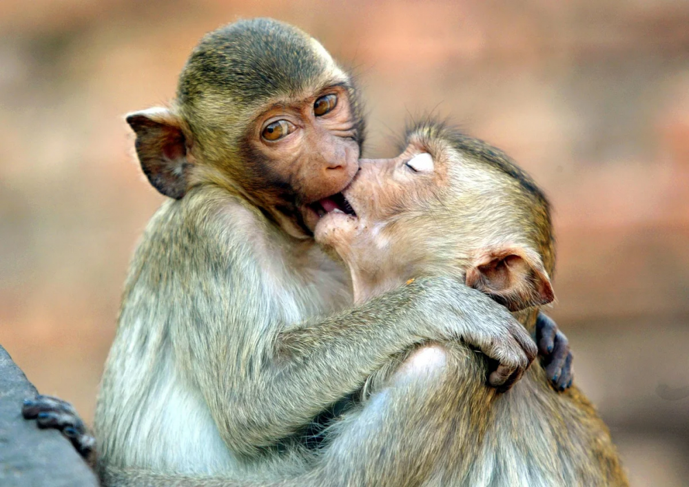 Влюбленные обезьяны