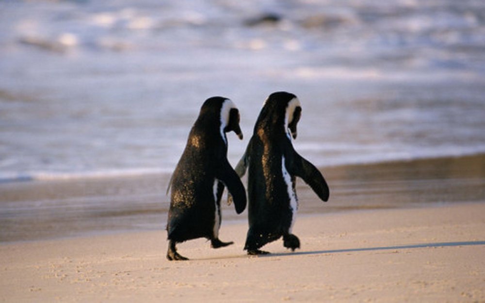 Пингвины обнимаются