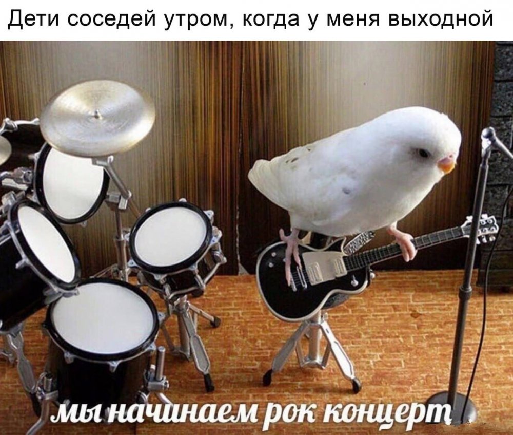 Попугай барабанщик