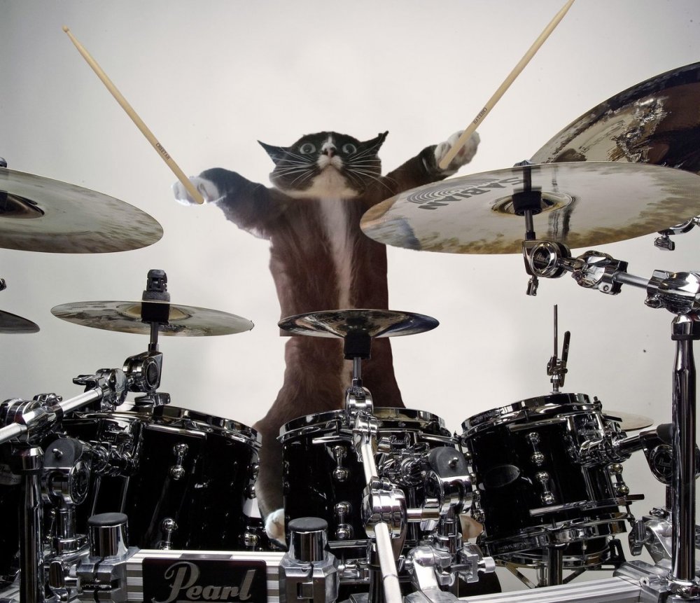 Кот играет на барабанах