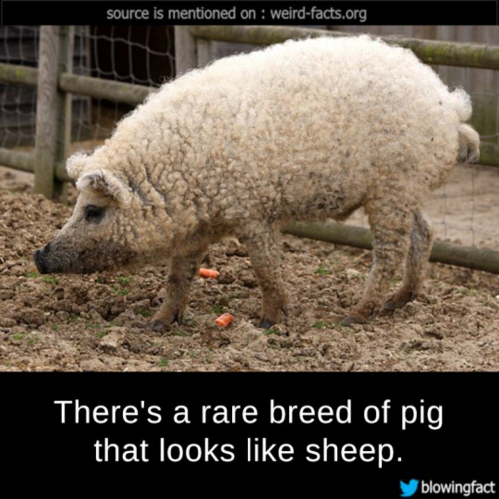 Шутки про овец